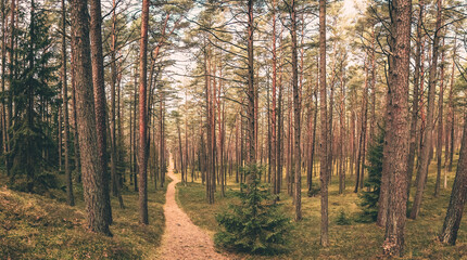 a panoramic shot of a path going through a pine forest