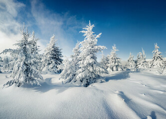 White fir trees on the top of Carpathian mountains, Ukraine, Europe. Christmas greeting postcard with snowy mountain forest. Beauty of nature concept background.