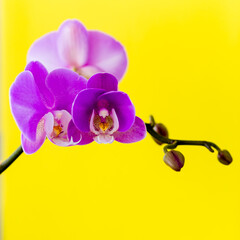 Pink Phalaenopsis orchid on a yellow background