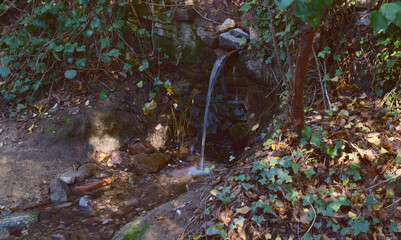 Fountain, natural water outlet in the forest, among trees, leaves and vegetation.