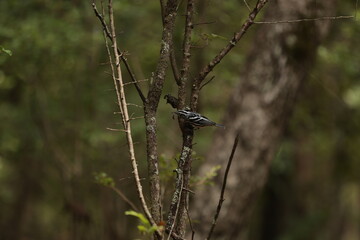 Black and White Warbler in a Tree with a Grub in its Beak, Providence Canyon in Lumpkin Georgia