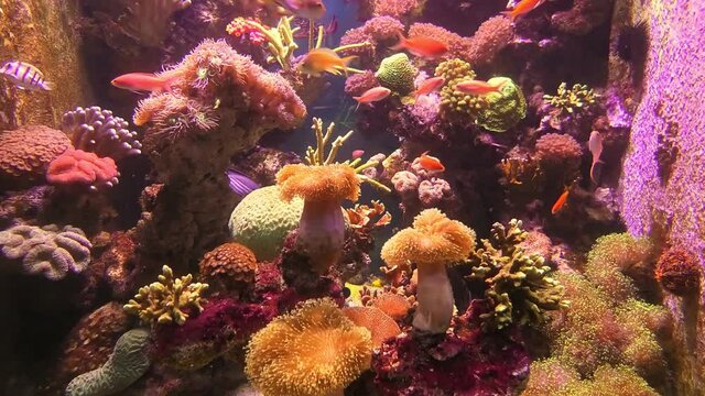 Aquarium with anemones in coral reef. Sea Goldie, Royal gramma and Raccoon Butterflyfish. Lyretail, Redbar and Bicolor Anthias and Bartlett's Anthias. Threadfin anthias and Sergeant major damsel.