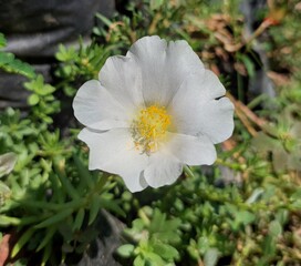 white flower in the garden