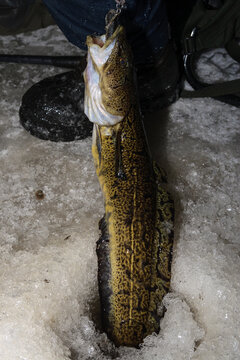 burbot fishing during night