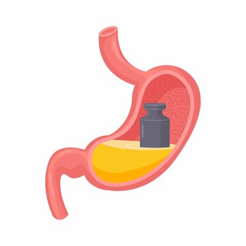 stomach anatomy with medicine bottle clip art preview