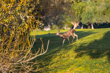 California Mule Deer (Odocoileus hemionus californicus) walking in the field. Beautiful deer in its natural habitat.