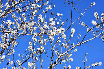 Almond tree in its branches and beautiful white flowers, open where a process will come out the fruit.