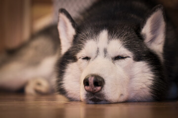 Siberian husky dog sweetly sleeping at home on the floor © Konstantin