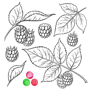hand drawn vector illustration sweet raspberries isolated on whi