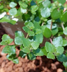 leaves in the garden