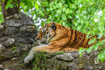 Fototapeta na wymiar Tiger in the jungle sitting on a rock