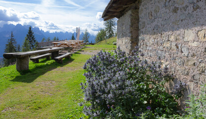 Summer mountain landscape. Eryngium alpinum (blue thistle) flowers near a rustic stone wall, refreshment tables and benches with mountains in the background.