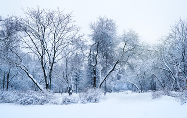 Beautiful winter landscape. Forest and park in the snow and frost