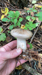 Fresh forest mushrooms in wild nature