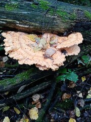 trunk of tree