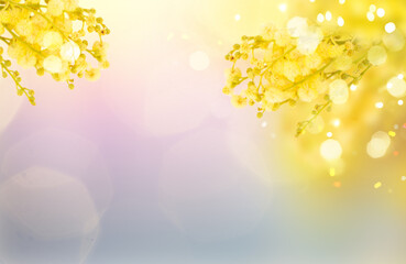 Obraz na płótnie Canvas French mimosa flowers