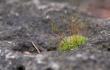 moss, beautiful green moss on the floor, moss closeup, macro. Beautiful backdrop of moss wallpaper.