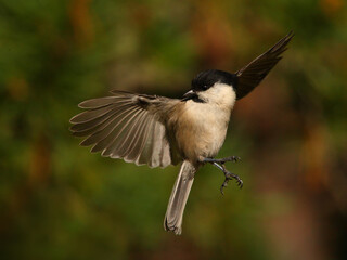 Flying willow tit in front of the colorful autumn forest