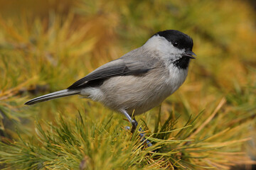 Willow tit sitting on a branch in front of the colorful autumn forest