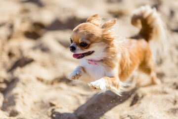 Dog chihuahua on the beach