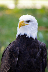 Fototapeta premium Calva