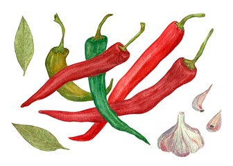 Hot pepper, chili pepper, garlic and bay leaf, watercolor illustration