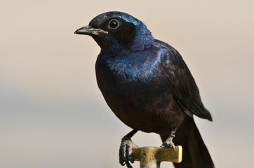 Purple starling is sitting on a water tap
