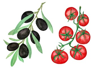 Cherry tomatoes branch and black olives branch, watercolor illustration