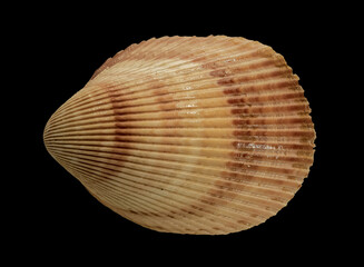 Shell of the Bivalve Marine Mollusk Vasticardium Elongatum (Latin Name). Top View. Isolated On Black Background