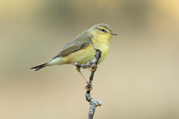 Obraz premium Willow Warbler (Phylloscopus trochilus) perched on a thin branch