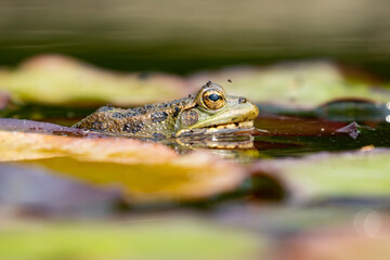 Iberian water frog sitting on the leaf of a water lily