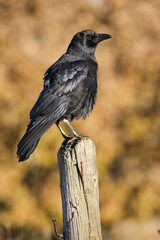 Carrion crow, Corvus corone, perched on a wooden post