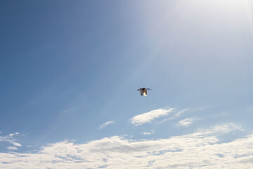 Seabird flying free high above the clouds in sunny blue sky
