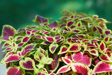 Coleus ('Defiance') plant foliage background. Beautiful colorful leaves of coleus plant growing outdoors