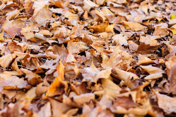 Leaves lie on the ground in autumn