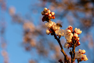 Bee from the side behind sits on a cherry blossom and collects nectar. The insect has nectar on its legs, is illuminated by the setting sun. The white-red flowers shine in the sunlight