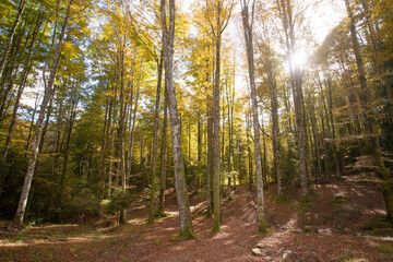 Cansiglio woodland autumn view. Nature landscape