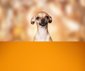 Dog,funny little puppy on colored background looks out