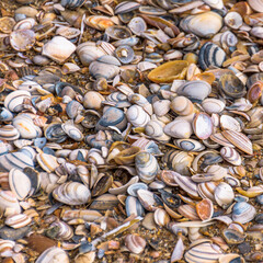 Variety of seashells at sunny summer day, selective focus