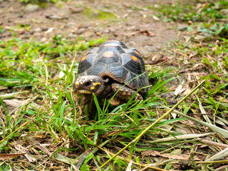 Red-Footed Tortoise (Chelonoidis Carbonarius) a Species from Northern South America is Walking on the Grass