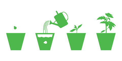 Growing tomatoes seedlings in pots set