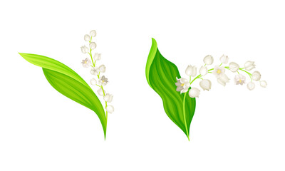 Blooming Lily of the Valley set. Beautiful spring plants with leaves and buds vector illustration