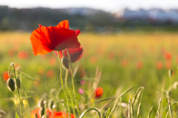 Field of grass and red poppies