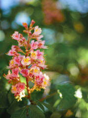 Spring floral background. Blooming pink chestnut close-up. Blurred green background with bokeh. Shallow depth of field, selective focus.