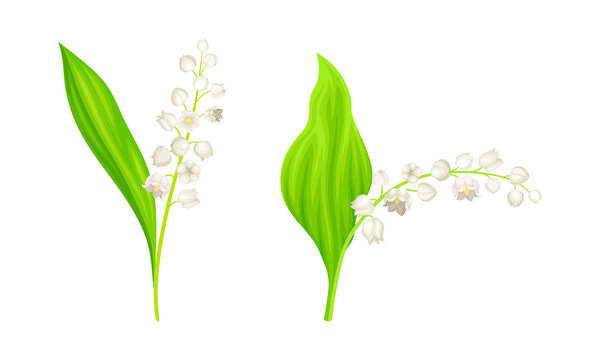 Lily of the Valley set. Beautiful blooming spring plants with leaves and buds vector illustration