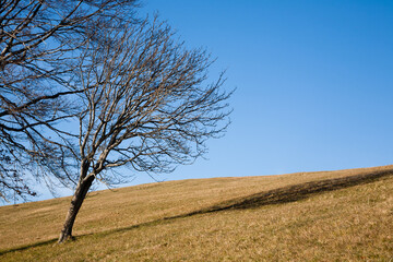 Isolated trees on blue sky. Minimal nature background.
