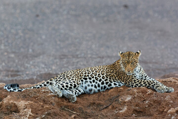 Leopard (Panthera Pardus) hanging around in a dry riverbed in Mashatu Game Reserve in the Tuli Block in Botswana       