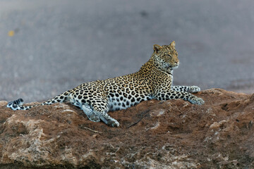 Leopard (Panthera Pardus) hanging around in a dry riverbed in Mashatu Game Reserve in the Tuli Block in Botswana       
