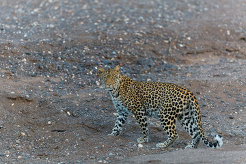 Leopard (Panthera Pardus) hanging around in a dry riverbed in Mashatu Game Reserve in the Tuli Block in Botswana       