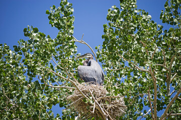 Great Blue Heron On Its Nest